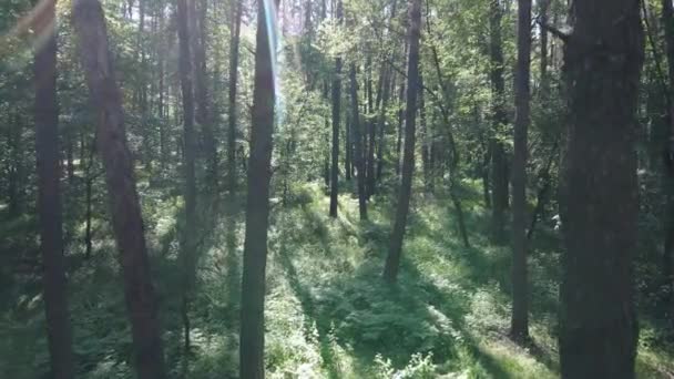 Árboles en el bosque por el día de verano — Vídeo de stock