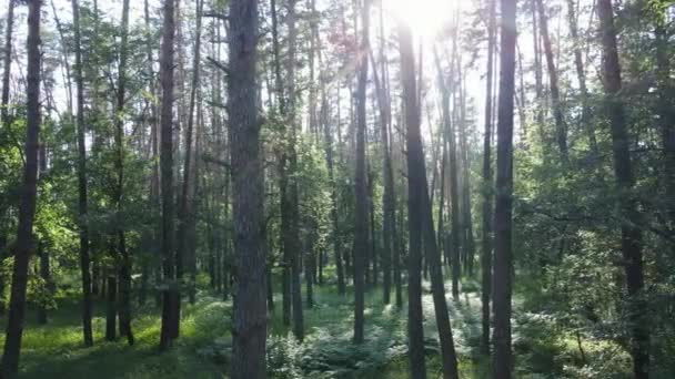 Деревья в лесу к летнему дню — стоковое видео