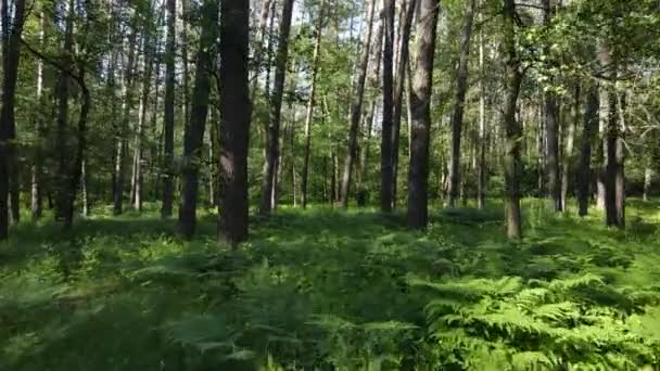 Árboles en el bosque por el día de verano — Vídeo de stock