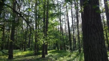 Yaz günlerinde ormandaki ağaçlar