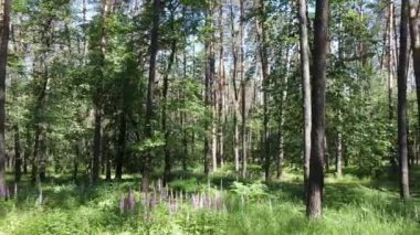 Yaz günlerinde ormandaki ağaçlar