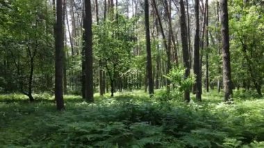 Yaz günlerinde ormandaki ağaçlar