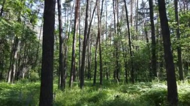 Yaz günlerinde ormandaki ağaçlar