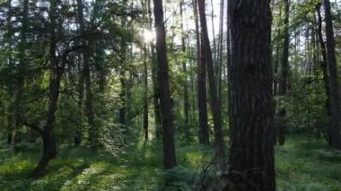 Yaz günlerinde ormandaki ağaçlar