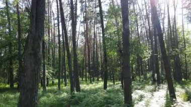 Yaz günlerinde ormandaki ağaçlar