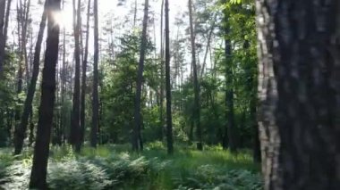 Yaz günlerinde ormandaki ağaçlar