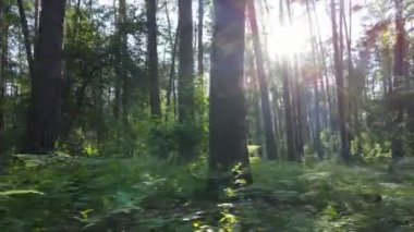 Yaz günlerinde ormandaki ağaçlar