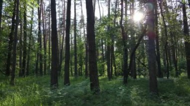 Yaz günlerinde ormandaki ağaçlar