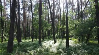 Yaz günlerinde ormandaki ağaçlar