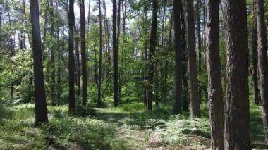 Yaz günlerinde ormandaki ağaçlar