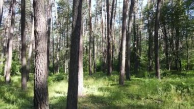 Yaz günlerinde ormandaki ağaçlar