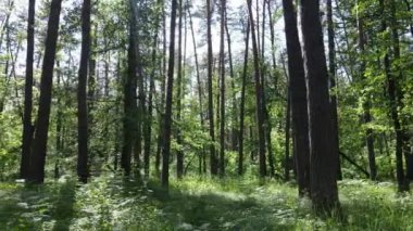 Yaz günlerinde ormandaki ağaçlar