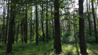 Yaz günlerinde ormandaki ağaçlar