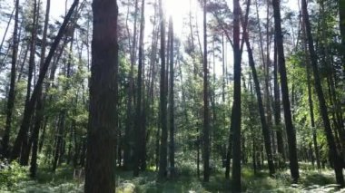 Yaz günlerinde ormandaki ağaçlar