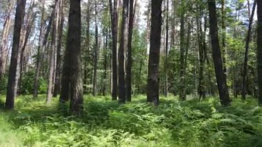 Yaz günlerinde ormandaki ağaçlar