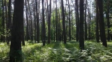 Yaz günlerinde ormandaki ağaçlar