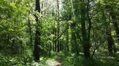 Yaz günlerinde ormandaki ağaçlar