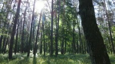 Yaz günlerinde ormandaki ağaçlar