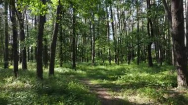 Yaz günlerinde ormandaki ağaçlar