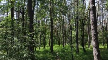 Yaz günlerinde ormandaki ağaçlar