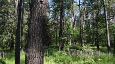 Yaz günlerinde ormandaki ağaçlar