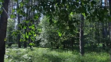 Yaz günlerinde ormandaki ağaçlar