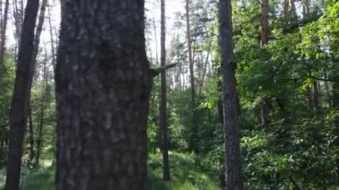 Yaz günlerinde ormandaki ağaçlar