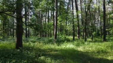 Yaz günlerinde ormandaki ağaçlar