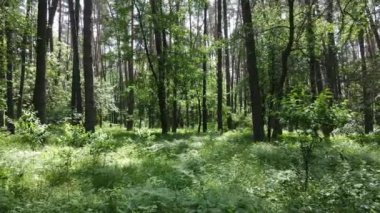 Yaz günlerinde ormandaki ağaçlar