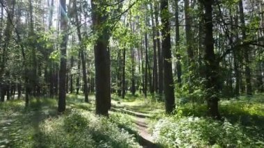 Yaz günlerinde ormandaki ağaçlar