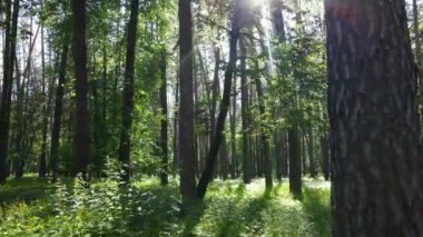 Yaz günlerinde ormandaki ağaçlar