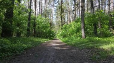 Yaz günlerinde ormandaki ağaçlar