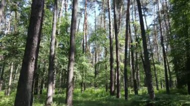 Yaz günlerinde ormandaki ağaçlar