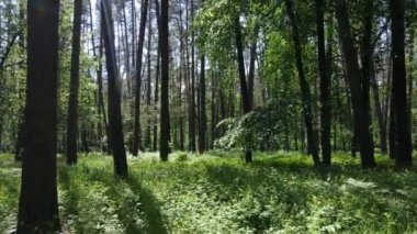 Yaz günlerinde ormandaki ağaçlar