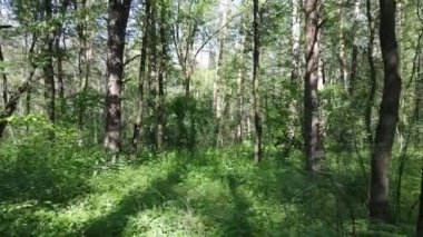 Yaz günlerinde ormandaki ağaçlar