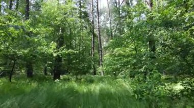 Yaz günlerinde ormandaki ağaçlar