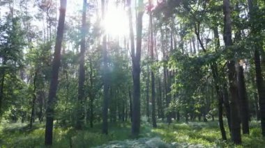 Yaz günlerinde ormandaki ağaçlar