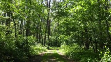 Yaz günlerinde ormandaki ağaçlar