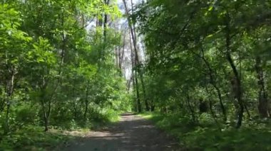 Yaz günlerinde ormandaki ağaçlar