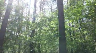 Yaz günlerinde ormandaki ağaçlar