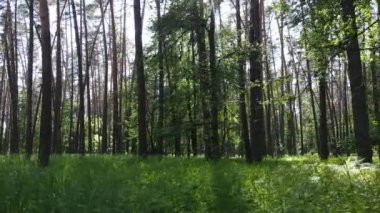 Yaz günlerinde ormandaki ağaçlar