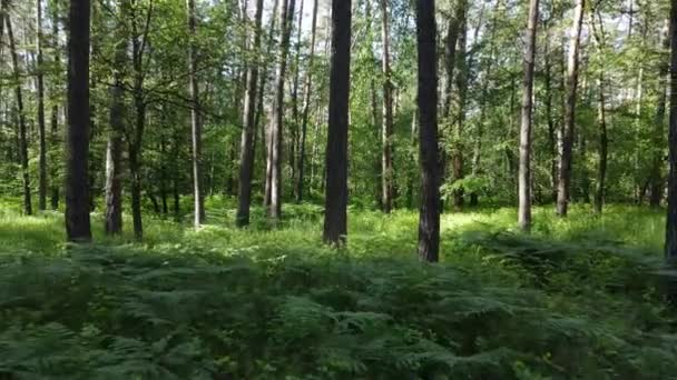 Bäume im Wald an Sommertagen — Stockvideo