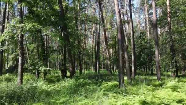 Bomen in het bos tegen de zomerdag — Stockvideo