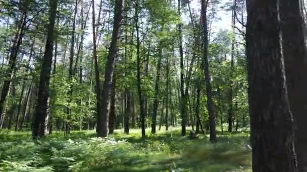 Árboles en el bosque por el día de verano — Vídeos de Stock