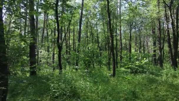 Arbres dans la forêt par jour d'été — Video