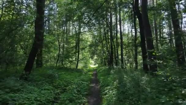 Árboles en el bosque por el día de verano — Vídeo de stock