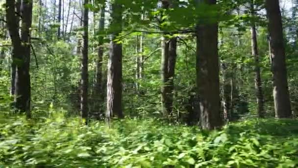 Árboles en el bosque por el día de verano — Vídeo de stock