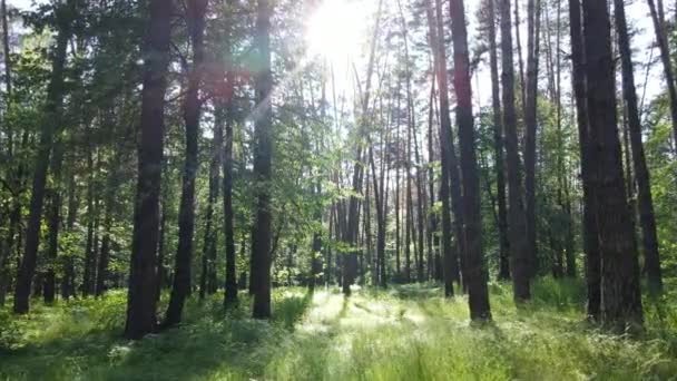 Bäume im Wald an Sommertagen — Stockvideo