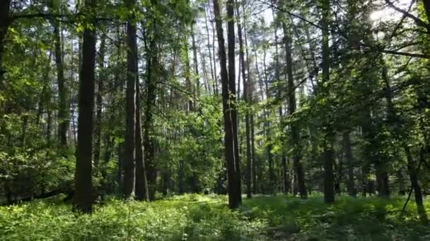 夏日前森林里的树 — 图库视频影像