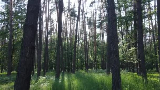 Δέντρα στο δάσος μέχρι την καλοκαιρινή μέρα — Αρχείο Βίντεο
